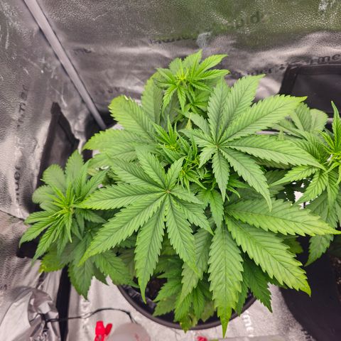 Strawberry Cola Sherbet Fast Version growlog timeline photo