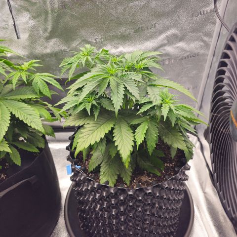 Strawberry Cola Sherbet Fast Version growlog timeline photo