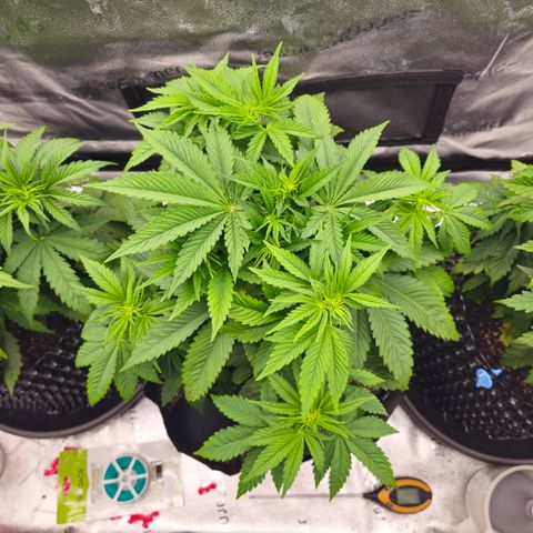 Strawberry Cola Sherbet Fast Version growlog timeline photo