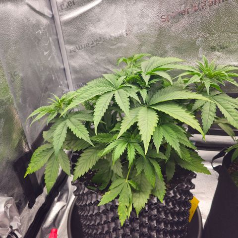 Strawberry Cola Sherbet Fast Version growlog timeline photo