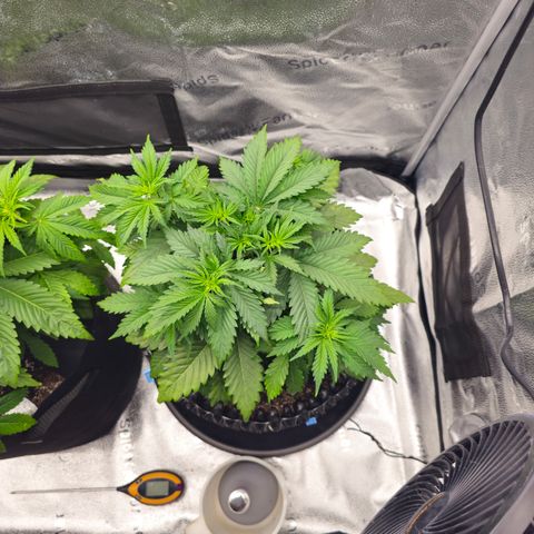 Strawberry Cola Sherbet Fast Version growlog timeline photo