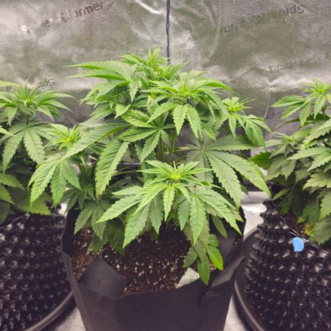 Strawberry Cola Sherbet Fast Version growlog timeline photo