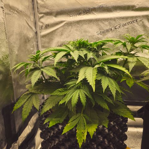 Strawberry Cola Sherbet Fast Version growlog timeline photo