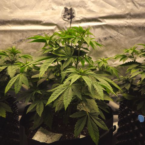 Strawberry Cola Sherbet Fast Version growlog timeline photo