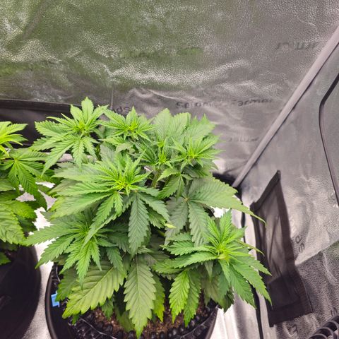 Strawberry Cola Sherbet Fast Version growlog timeline photo