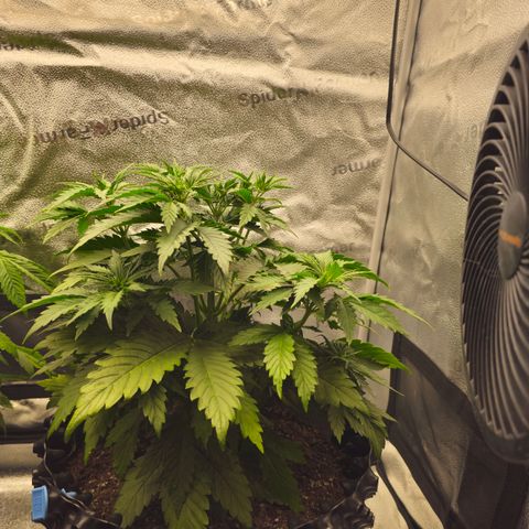 Strawberry Cola Sherbet Fast Version growlog timeline photo