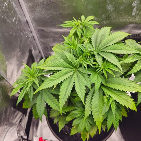 Strawberry Cola Sherbet Fast Version growlog timeline photo