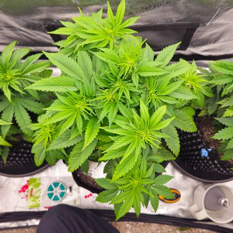 Strawberry Cola Sherbet Fast Version growlog timeline photo