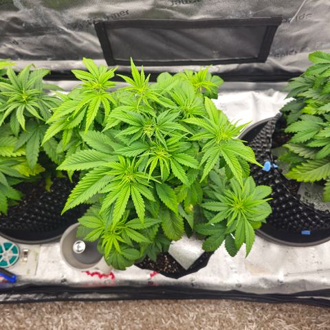 Strawberry Cola Sherbet Fast Version growlog timeline photo