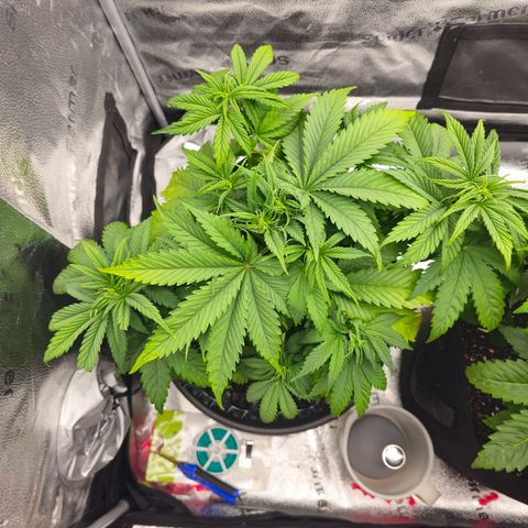 Strawberry Cola Sherbet Fast Version growlog timeline photo