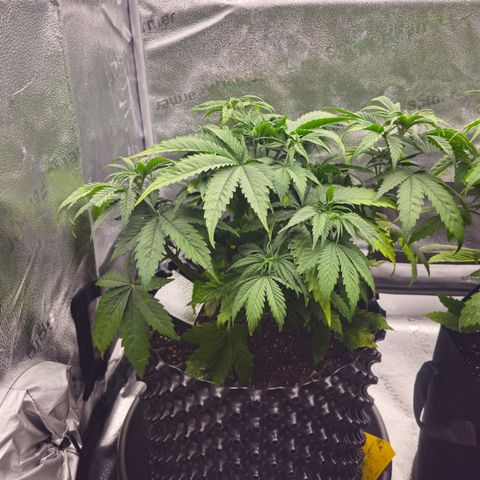 Strawberry Cola Sherbet Fast Version growlog timeline photo