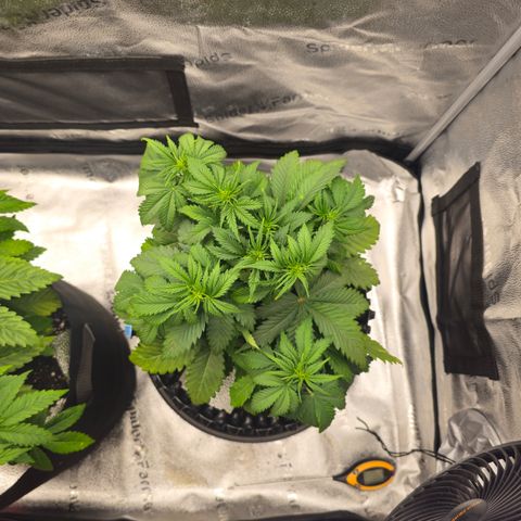 Strawberry Cola Sherbet Fast Version growlog timeline photo