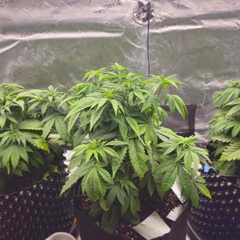 Strawberry Cola Sherbet Fast Version growlog timeline photo