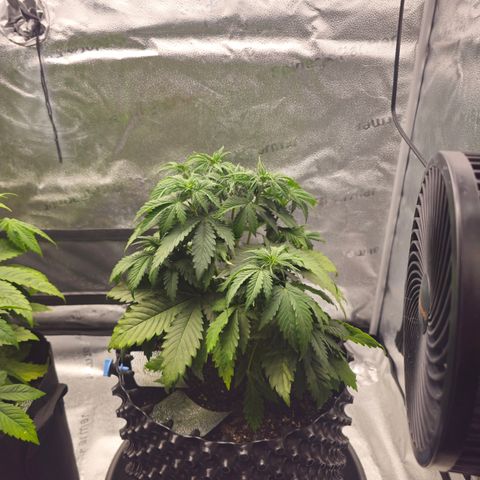 Strawberry Cola Sherbet Fast Version growlog timeline photo