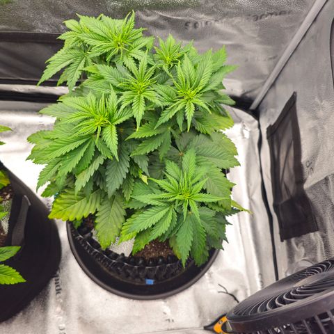 Strawberry Cola Sherbet Fast Version growlog timeline photo