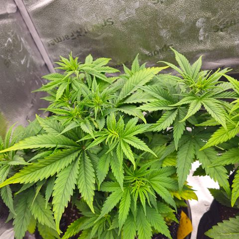 Strawberry Cola Sherbet Fast Version growlog timeline photo
