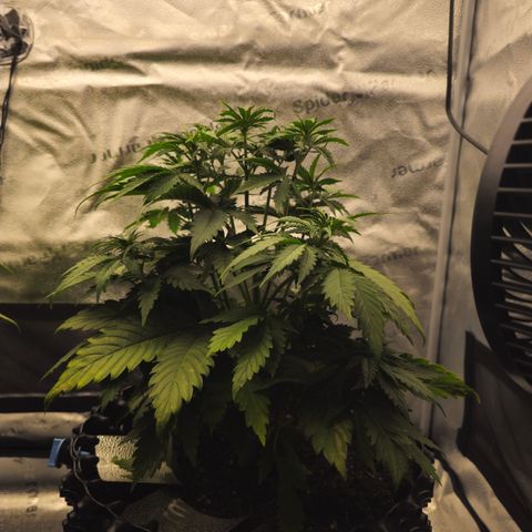 Strawberry Cola Sherbet Fast Version growlog timeline photo