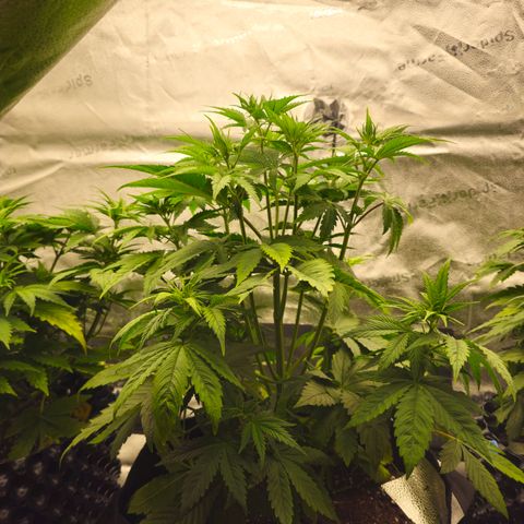 Strawberry Cola Sherbet Fast Version growlog timeline photo