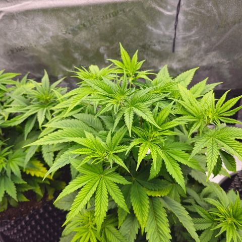 Strawberry Cola Sherbet Fast Version growlog timeline photo