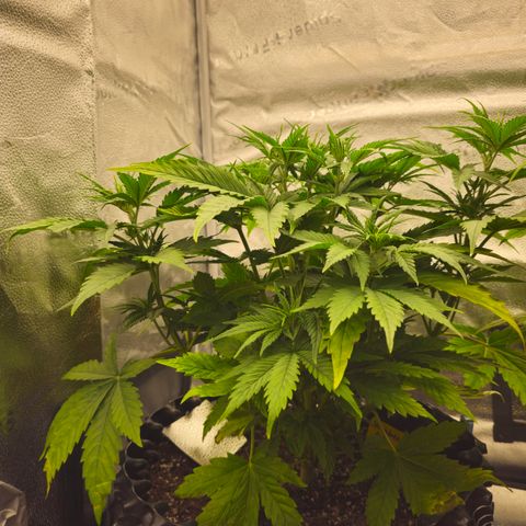 Strawberry Cola Sherbet Fast Version growlog timeline photo