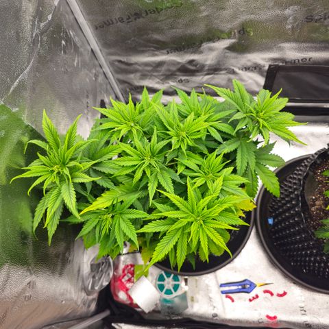 Strawberry Cola Sherbet Fast Version growlog timeline photo