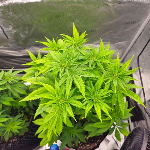 Strawberry Cola Sherbet Fast Version growlog timeline photo