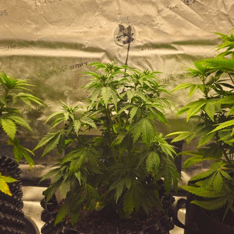 Strawberry Cola Sherbet Fast Version growlog timeline photo