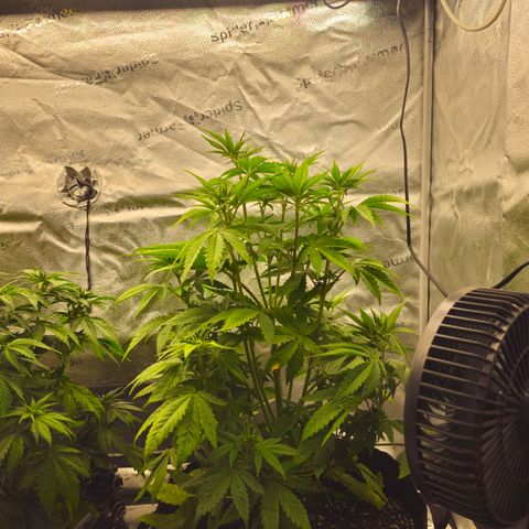 Strawberry Cola Sherbet Fast Version growlog timeline photo