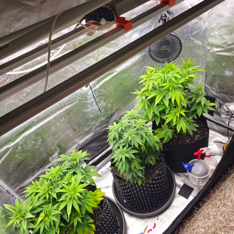 Strawberry Cola Sherbet Fast Version growlog timeline photo