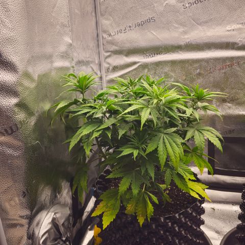 Strawberry Cola Sherbet Fast Version growlog timeline photo