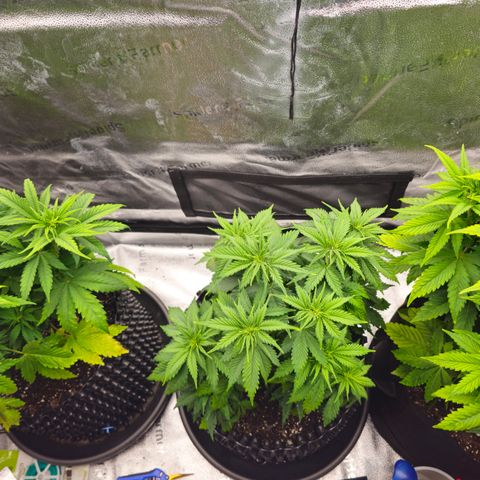 Strawberry Cola Sherbet Fast Version growlog timeline photo