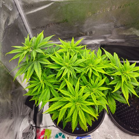 Strawberry Cola Sherbet Fast Version growlog timeline photo