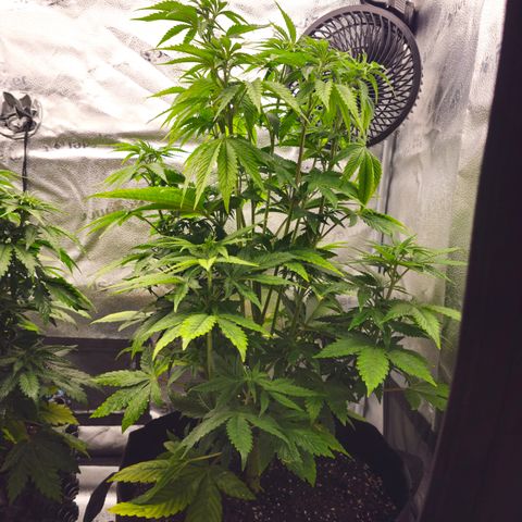 Strawberry Cola Sherbet Fast Version growlog timeline photo