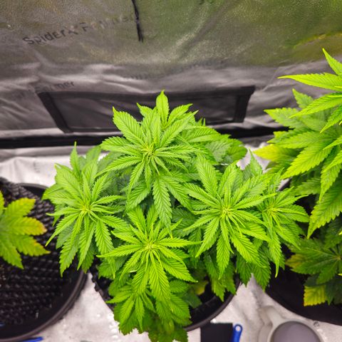 Strawberry Cola Sherbet Fast Version growlog timeline photo
