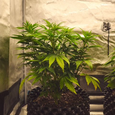 Strawberry Cola Sherbet Fast Version growlog timeline photo
