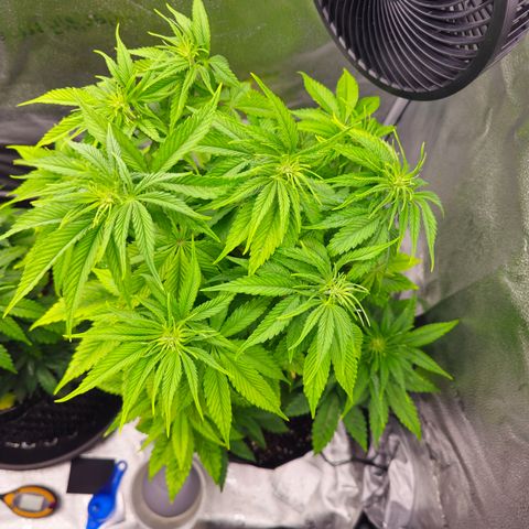 Strawberry Cola Sherbet Fast Version growlog timeline photo