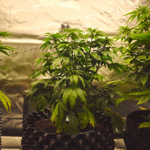 Strawberry Cola Sherbet Fast Version growlog timeline photo