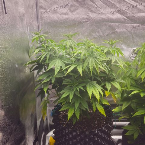 Strawberry Cola Sherbet Fast Version growlog timeline photo