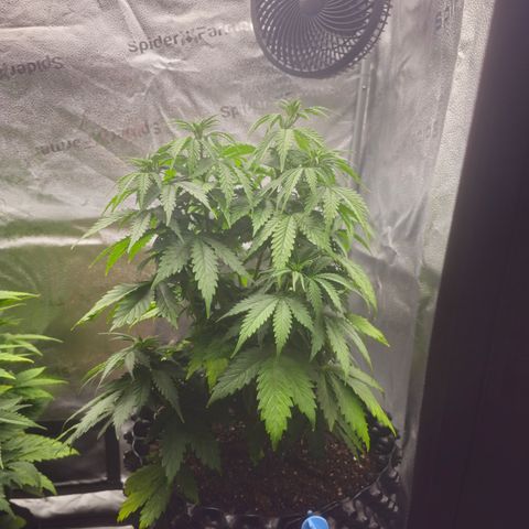 Strawberry Cola Sherbet Fast Version growlog timeline photo