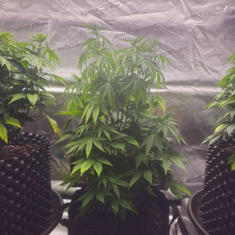 Strawberry Cola Sherbet Fast Version growlog timeline photo