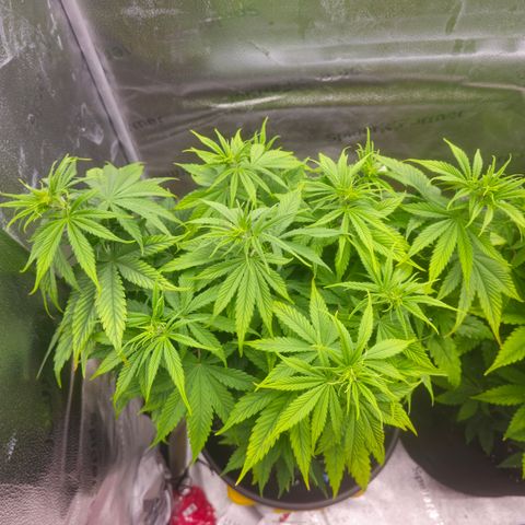 Strawberry Cola Sherbet Fast Version growlog timeline photo