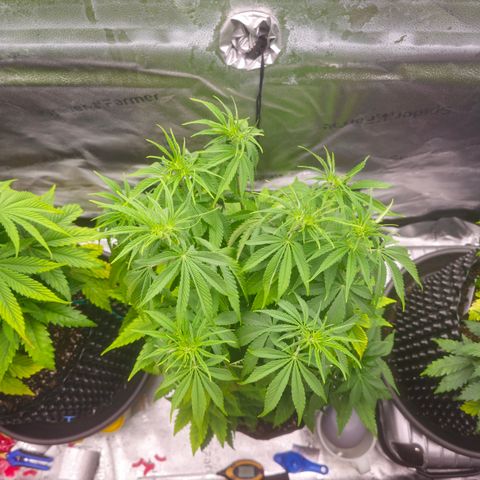 Strawberry Cola Sherbet Fast Version growlog timeline photo