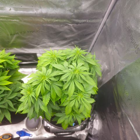 Strawberry Cola Sherbet Fast Version growlog timeline photo