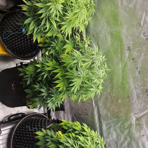 Strawberry Cola Sherbet Fast Version growlog timeline photo
