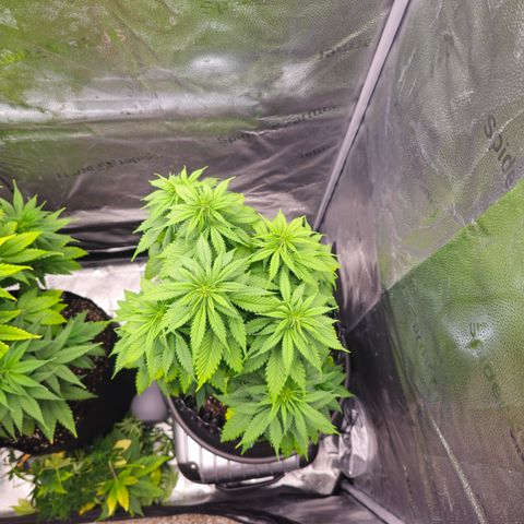 Strawberry Cola Sherbet Fast Version growlog timeline photo