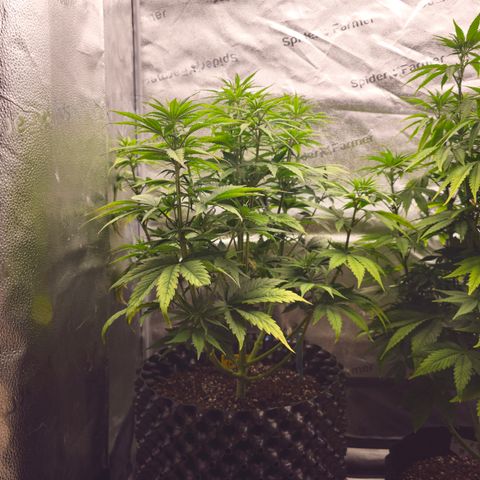 Strawberry Cola Sherbet Fast Version growlog timeline photo