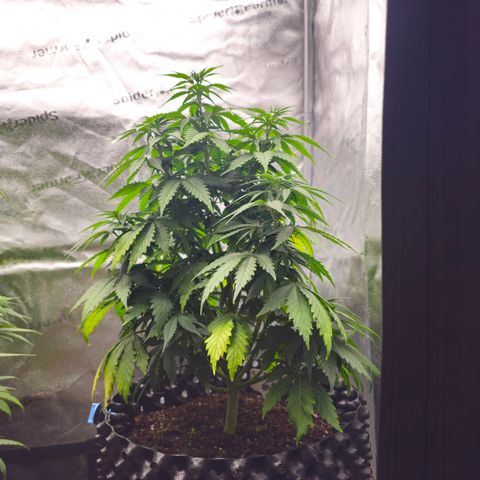 Strawberry Cola Sherbet Fast Version growlog timeline photo