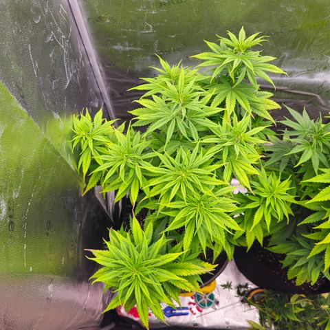 Strawberry Cola Sherbet Fast Version growlog timeline photo