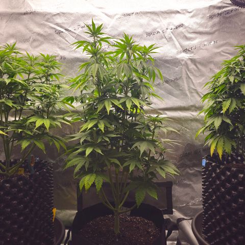 Strawberry Cola Sherbet Fast Version growlog timeline photo