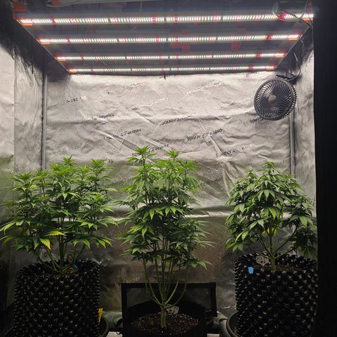 Strawberry Cola Sherbet Fast Version growlog timeline photo